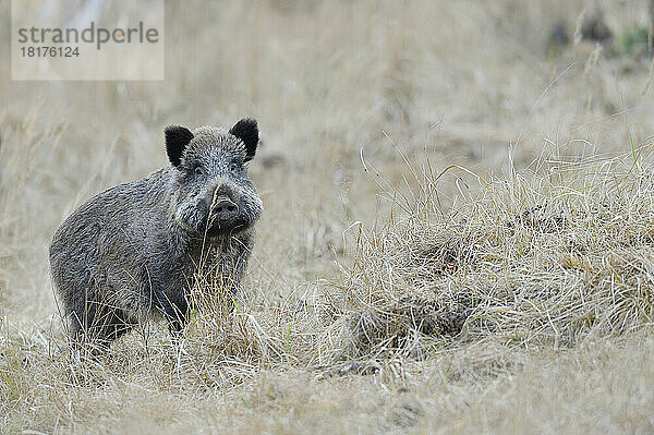 Wildschwein (Sus scrofa)  Spessart  Bayern  Deutschland