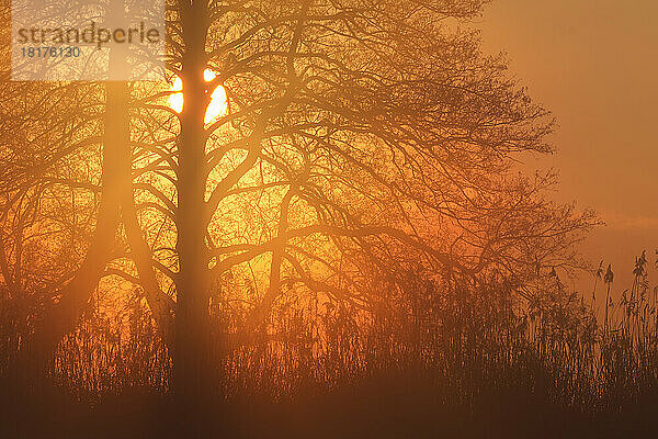 Silhouette von Bäumen (Schwarzerlen) bei Sonnenaufgang im Februar in Hessen  Deutschland