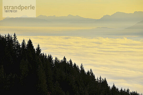 Morgendämmerung über Wolken und Wald  Gurnigel  Alpen  Bern  Schweiz