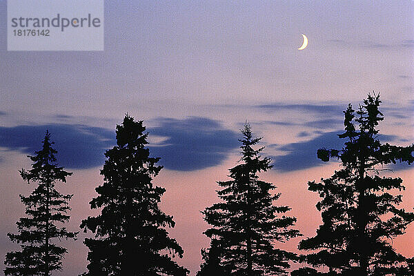 Silhouette der Bäume in der Abenddämmerung St. Ann  Prince Edward Island  Kanada