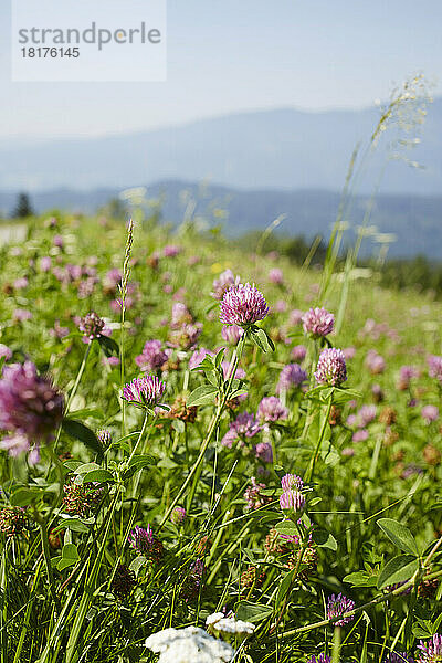 Blumenfeld mit Klee im Sommer  Kärnten  Österreich