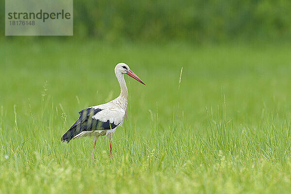 Weißstorch (Ciconia ciconia) auf Wiese  Hessen  Deutschland