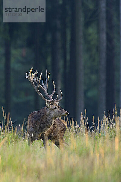 Männlicher Rothirsch (Cervus elaphus) im Herbst  Deutschland