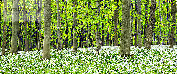 Bärlauch (Allium ursinum) im Rotbuchenwald (Fagus sylvatica) im Frühling  Nationalpark Hainich  Thüringen  Deutschland