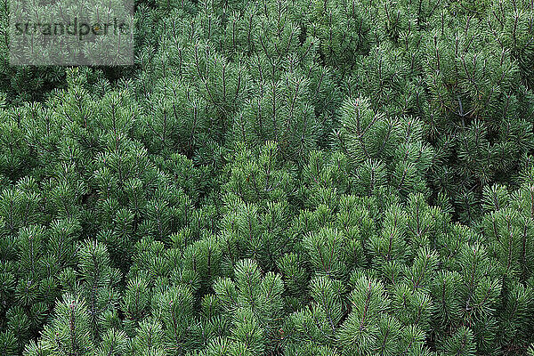 Close-up of Pine Tree Branches  Ottawa  Ontario  Canada