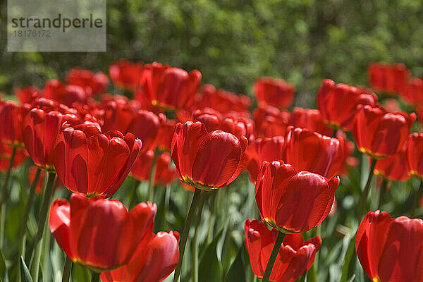 Rote Tulpen  Commissioners Park am Dow's Lake  Ottawa  Ontario  Kanada