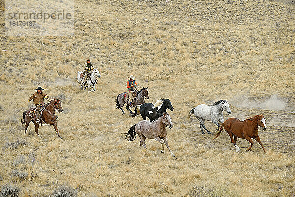 Cowboys hüten Pferde in der Wildnis  Rocky Mountains  Wyoming  USA