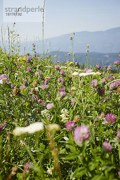 Blumenfeld mit Klee im Sommer  Kärnten  Österreich