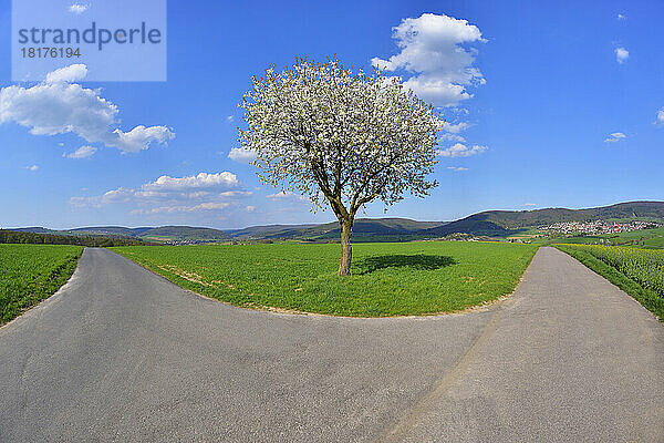 Weggabelung mit blühender Kirsche im Frühling  Miltenberg  Spessart  Franken  Bayern  Deutschland