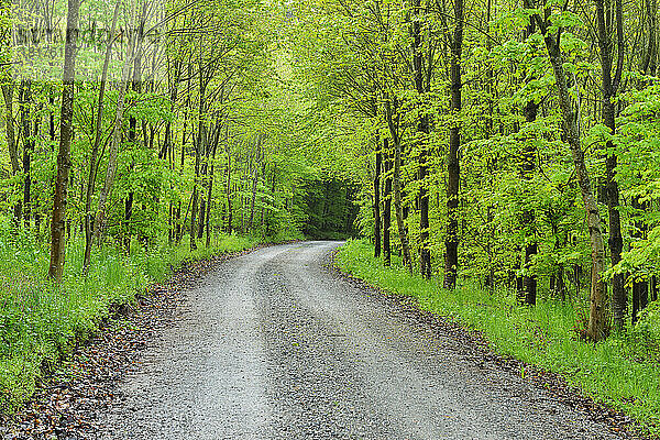 Forststraße im Frühling  Miltenberg  Schippach  Landkreis Miltenberg  Odenwald  Bayern  Deutschland