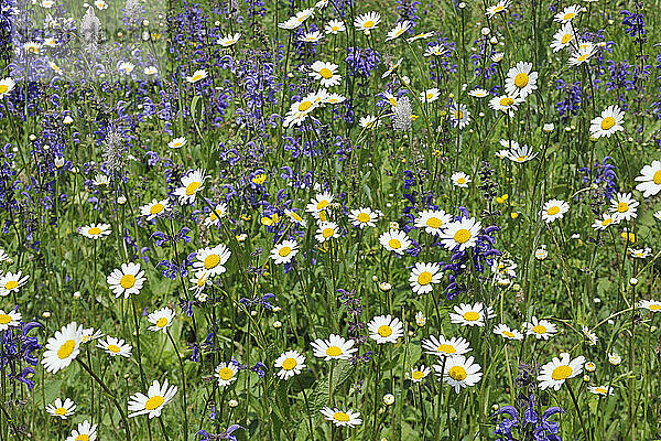 Wildblumen auf der Wiese mit Wiesensalbei (Salvia pratensis) und Margeriten (Leucanthemum vulgare)  Dolomiten  Südtirol  Trentino-Südtirol  Italien