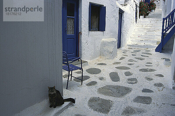 Katzenbetreuung in der Nähe von Haus  Mykonos  Griechenland
