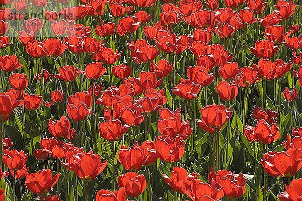 Tulpen  Commissioners Park am Dow's Lake  Ottawa  Ontario  Kanada