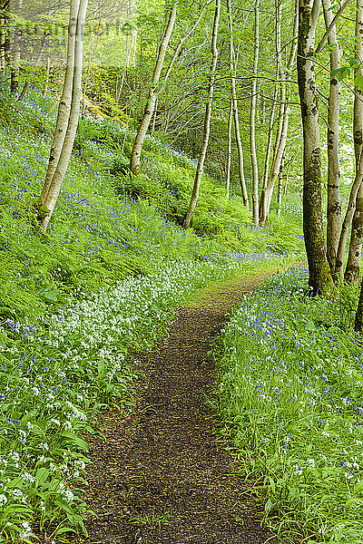 Weg durch Frühlingswald mit Bärlauch und Glockenblumen in der Nähe von Armadale auf der Isle of Skye in Schottland  Vereinigtes Königreich