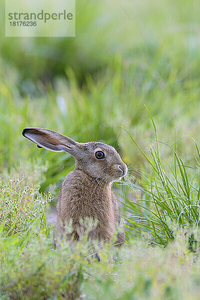 Europäischer Feldhase (Lepus europaeus)  Hessen  Deutschland