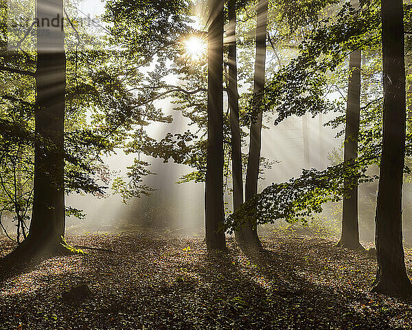 Wald am Morgen mit Sonnenstrahlen durch den Dunst im Odenwald in Hessen  Deutschland