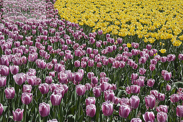 Tulpen  Commissioners Park am Dow's Lake  Ottawa  Ontario  Kanada