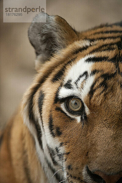 Nahaufnahme des Gesichts eines Amur-Tigers (Panthera tigris altaica)  auch Sibirischer Tiger genannt  mit Details der Fellzeichnung und des Auges; Omaha  Nebraska  Vereinigte Staaten von Amerika