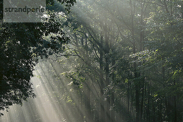 Sunray in Forest
