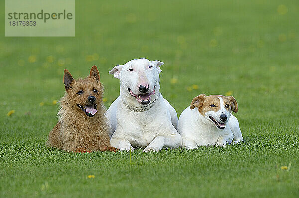 Porträt von Australian Terrier  English Bull Terrier und Jack Russell Terrier zusammen in Meadow  Bayern  Deutschland