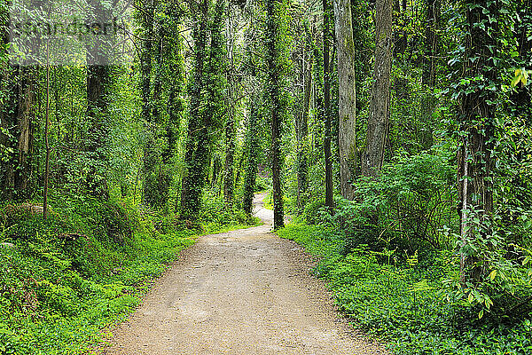 Waldweg im Frühling  Parque Natural de Sintra-Cascais  Lissabon  Portugal
