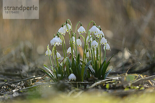 Nahaufnahme der Blüten der Frühlingsschneeflocke (Leucojum vernum) im Wald im Frühling  Oberpfalz  Bayern  Deutschland