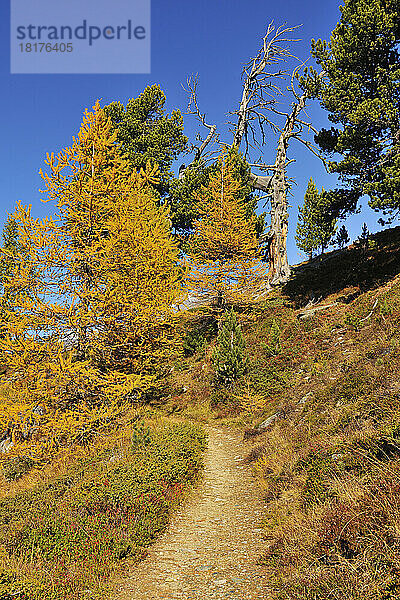 Weg durch den Lärchenwald im Herbst  Riffelalp  Zermatt  Alpen  Wallis  Schweiz