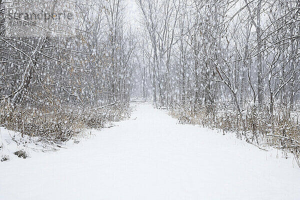 Straße durch Wald im Schnee