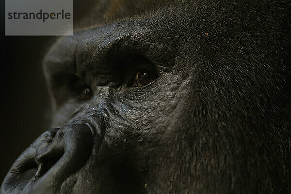 Westlicher Flachlandgorilla (Gorilla Gorilla Gorilla) im Henry Doorly Zoo in Omaha; Omaha  Nebraska  Vereinigte Staaten von Amerika