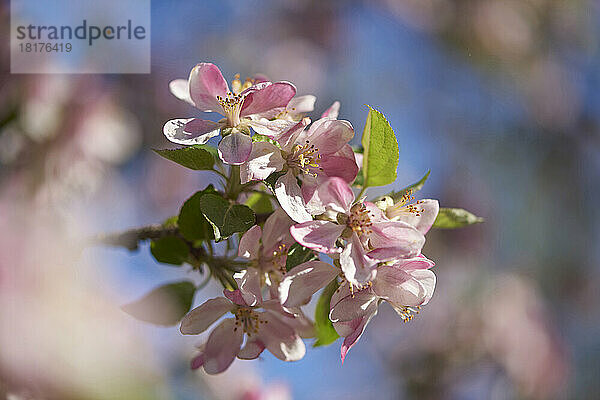 Nahaufnahme der Blüten des Apfels (Malus Domestica) im Frühling  Bayern  Deutschland