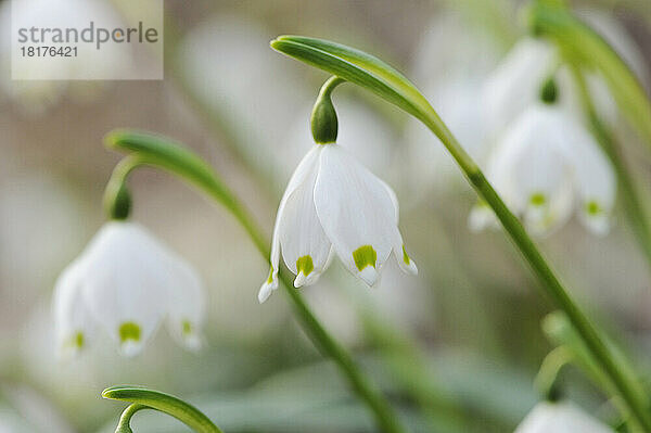 Nahaufnahme der Blüten der Frühlingsschneeflocke (Leucojum Vernum) im Wald im Frühling  Oberpfalz  Bayern  Deutschland