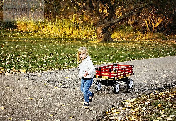 Junges Mädchen zieht im Herbst ihren Wagen einen Weg in einem Stadtpark entlang; St. Albert  Alberta  Kanada