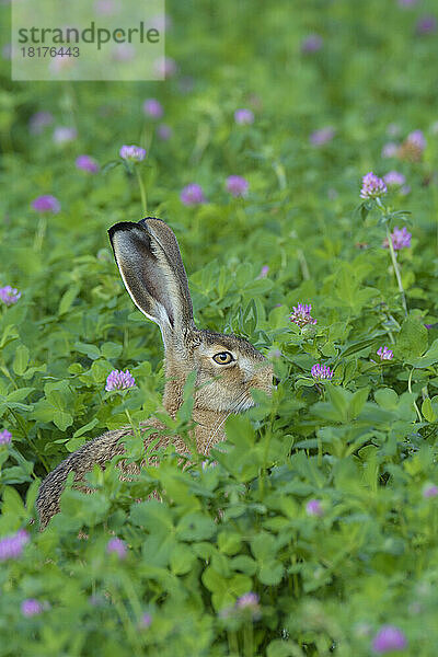 Europäischer Feldhase (Lepus europaeus)  Hessen  Deutschland