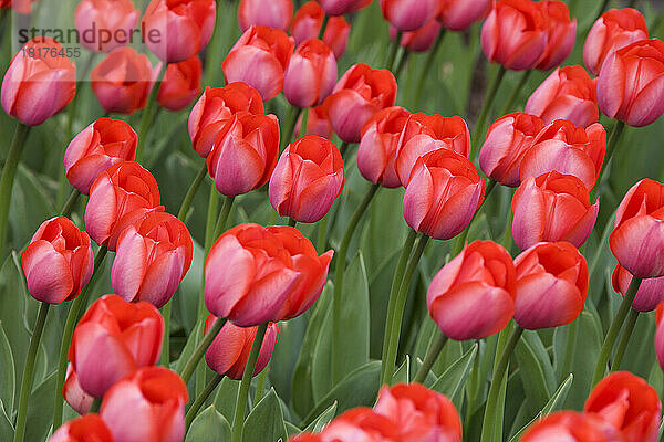 Tulpen  Commissioners Park am Dow's Lake  Ottawa  Ontario  Kanada