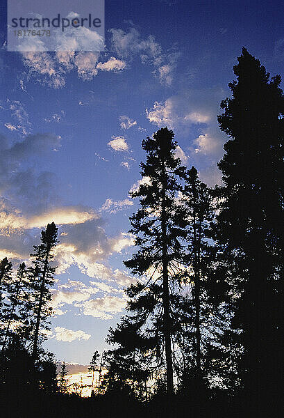 Silhouette von Bäumen bei Sonnenuntergang Badger Neufundland und Labrador  Kanada