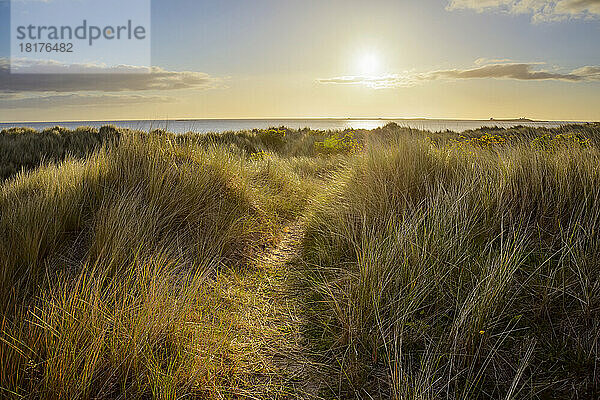 Weg durch Sanddünen zur Nordsee bei Sonnenaufgang in Bamburgh in Northumberland  England  Vereinigtes Königreich