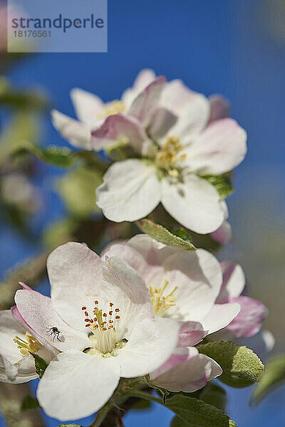 Nahaufnahme der Blüten des Apfels (Malus Domestica) im Frühling  Bayern  Deutschland