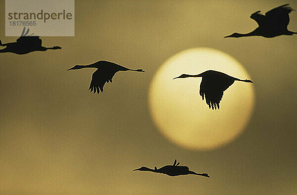 Kanadakranich (Antigone canadensis) Gänseschwarm im Flug in einem warmen  leuchtenden Himmel mit goldener Sonne bei Sonnenuntergang  Bosque del Apache National Wildlife Refuge; New Mexico  Vereinigte Staaten von Amerika