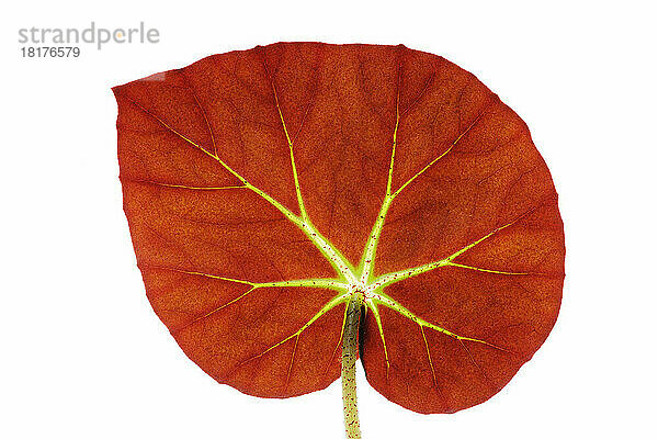 Nahaufnahme eines Begonienblattes (Begonia erytrophylla) auf weißem Hintergrund  Studioaufnahme