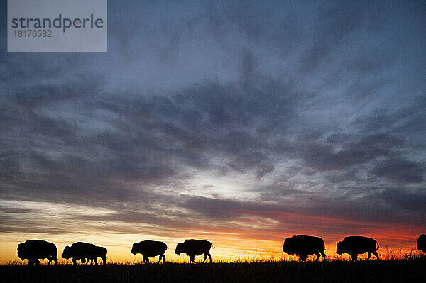 Silhouette einer Bisonherde (Bison Bison)  die bei Sonnenuntergang auf einer Ranch in der Nähe von Valentine  Nebraska  USA  am Horizont entlang streift; Valentine  Nebraska  Vereinigte Staaten von Amerika