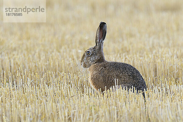 Seitenansichtporträt eines europäischen Feldhasen (Lepus europaeus)  der auf einem Stoppelfeld in Hessen sitzt