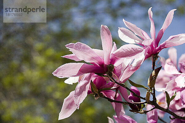 Nahaufnahme von Magnolienblüten