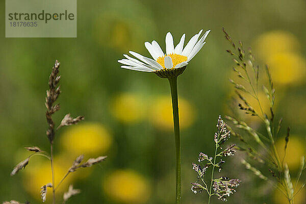 Oxeye Daisy  Ottawa  Ontario  Kanada