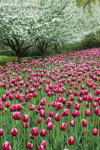 Tulpen und Apfelbäume in Blüte  Major's Hill Park  Ottawa  Ontario  Kanada