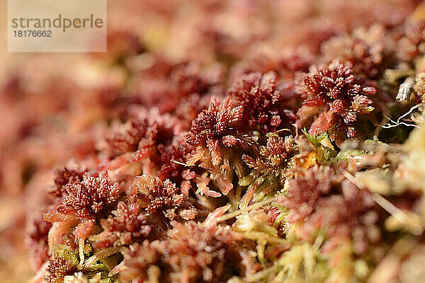 Nahaufnahme von Torfmoos (Sphagnum rubellum) im Sumpf im zeitigen Frühjahr  Oberpfalz  Bayern  Deutschland