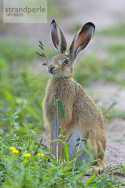 Europäischer Feldhase (Lepus europaeus)  Hessen  Deutschland