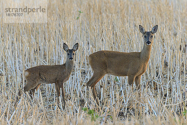 Westliches Reh (Capreolus capreolus) auf der Wiese  Reh mit Rehkitz  Hessen  Deutschland  Europa