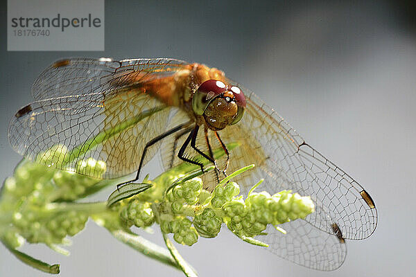 Ein bandgeflügelter Wiesenfalke  Sympetrum semicinctum  sitzt auf einer Pflanze.; Arlington  Massachusetts  USA.