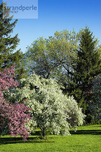 Arboretum im Frühling  Central Experimental Farm  Ottawa  Ontario  Kanada