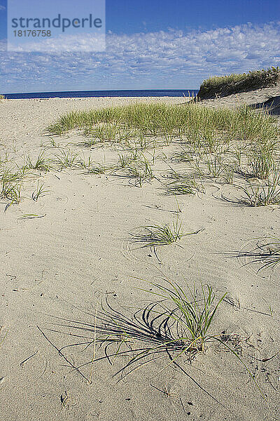 Langes Gras  Town Neck Beach  Cape Cod  Massachusetts  USA